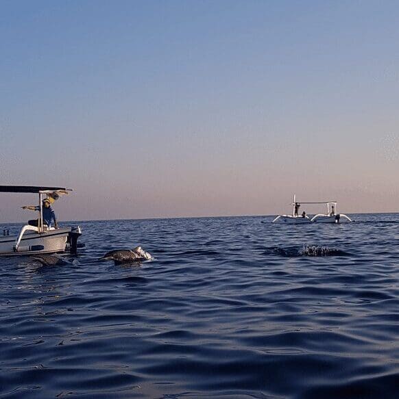 Op zee dolfijnen spotten bij Lovina op Noord-Bali