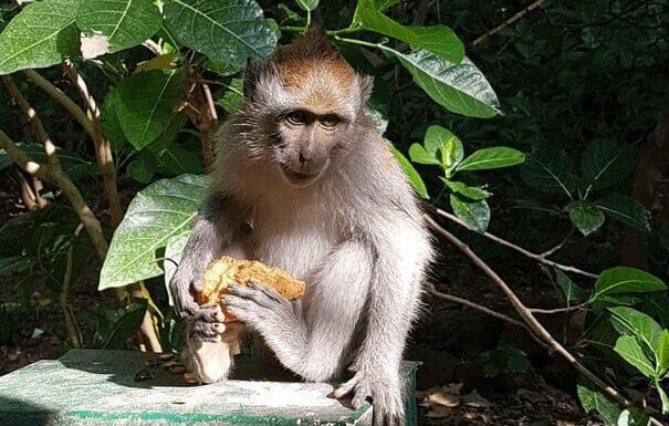 Bezienswaardigheid Monkey forest in Ubud