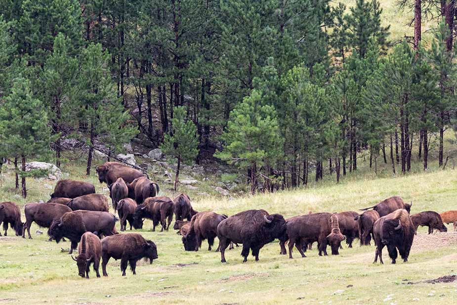 Bizons spotten tijdens een rondreis camper West Amerika in Custer state park