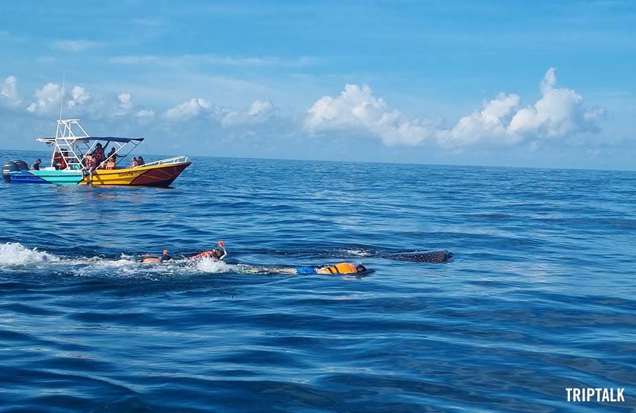 Snorkelen met walvishaaien bij Isla Holbox