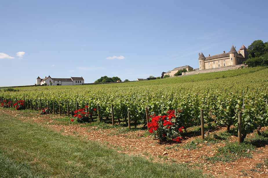 wijnvelden in Bourgondië 