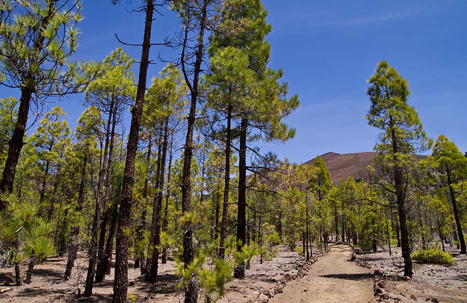 Wandelen door bossen bij Vilaflor op Tenerife
