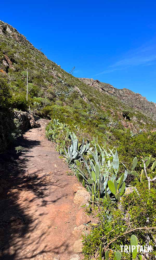 Wandelpad in Tenerife