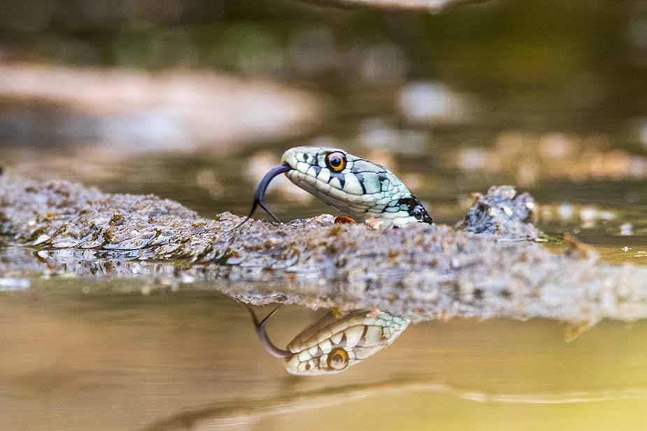 Reptiel in de natuur