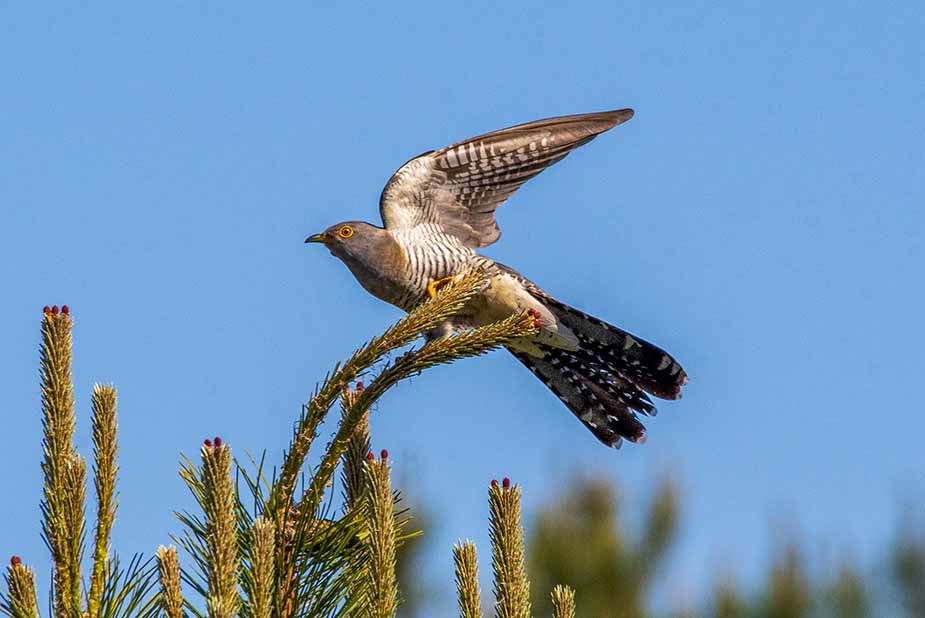 Koekoek in de natuur