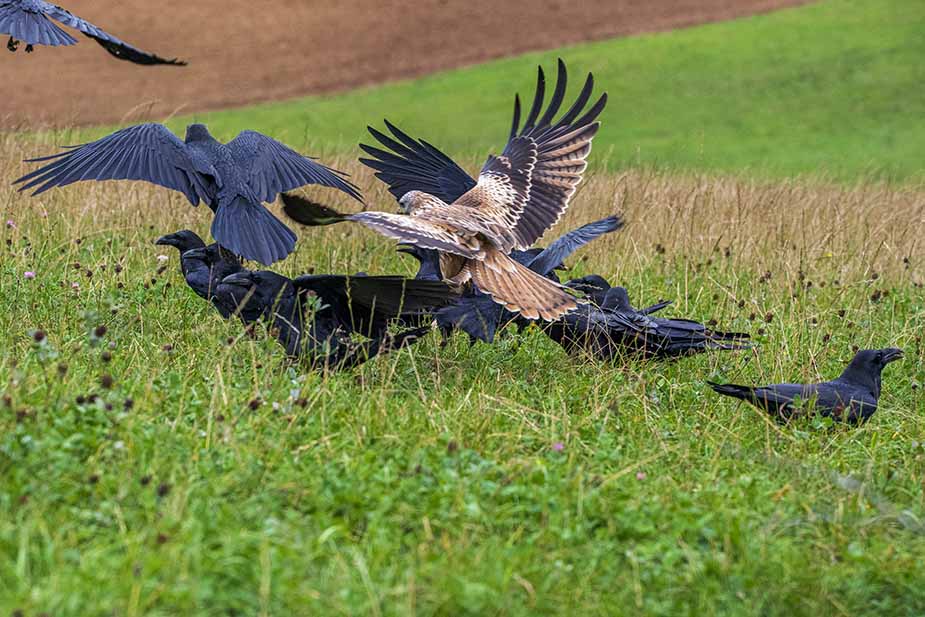 Roofvogels in de aanval