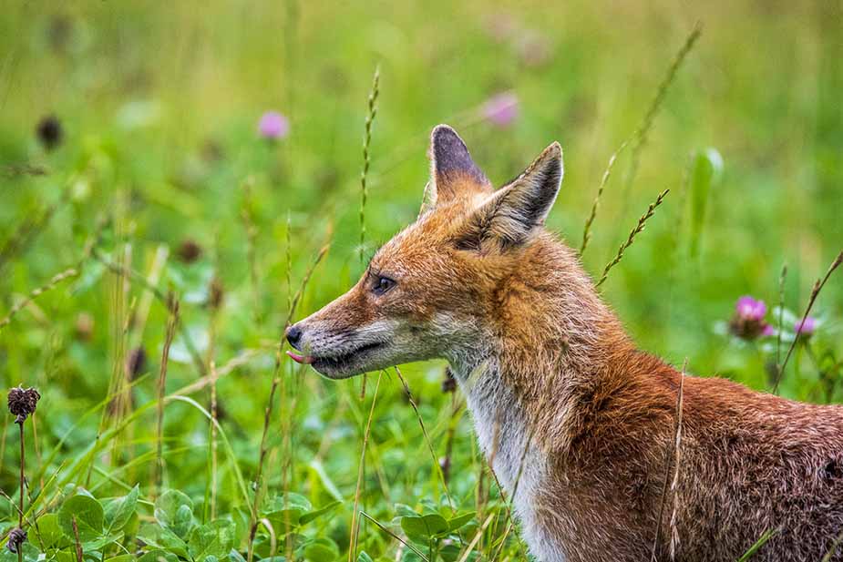 Een vos in de natuur in Frankrijk