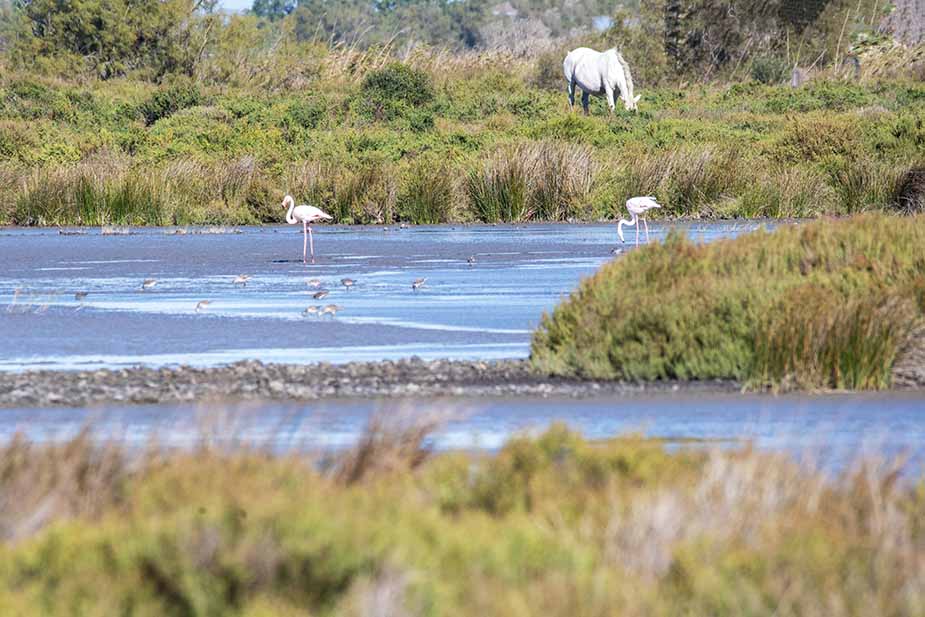 Flamingo's in Ornithological Park of Pont de Gau