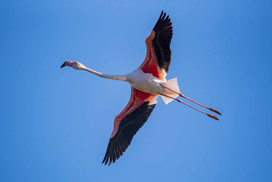 Vliegende flamingo in Camargue tijdens een rondreis door Zuid-Frankrijk