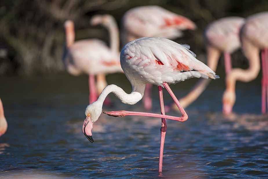Flamingo's in Ornithological Park of Pont de Gau