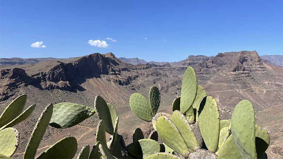 cactus op Gran Canaria