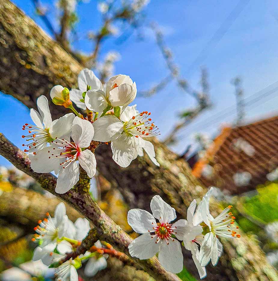 Bloemen tegenkomen tijdens het wandelen op Gran Canaria