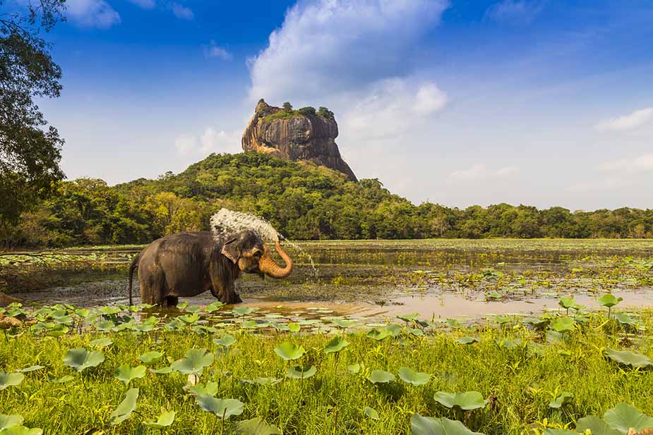 Olifant bij Sigirya op Sri-Lanka