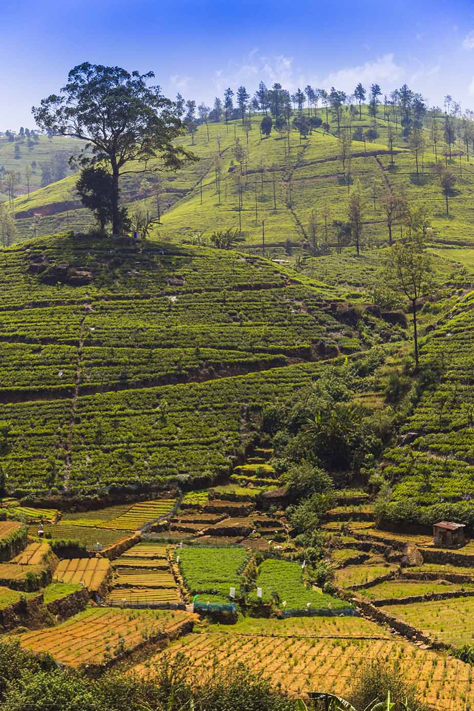 Hooglanden nabij Nuwara Eliya