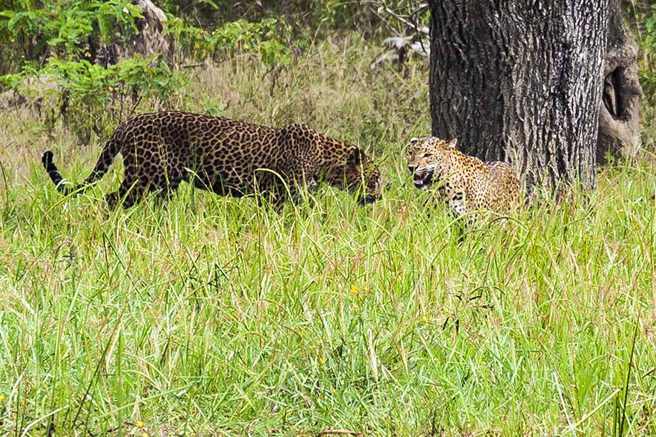 Yala National Park