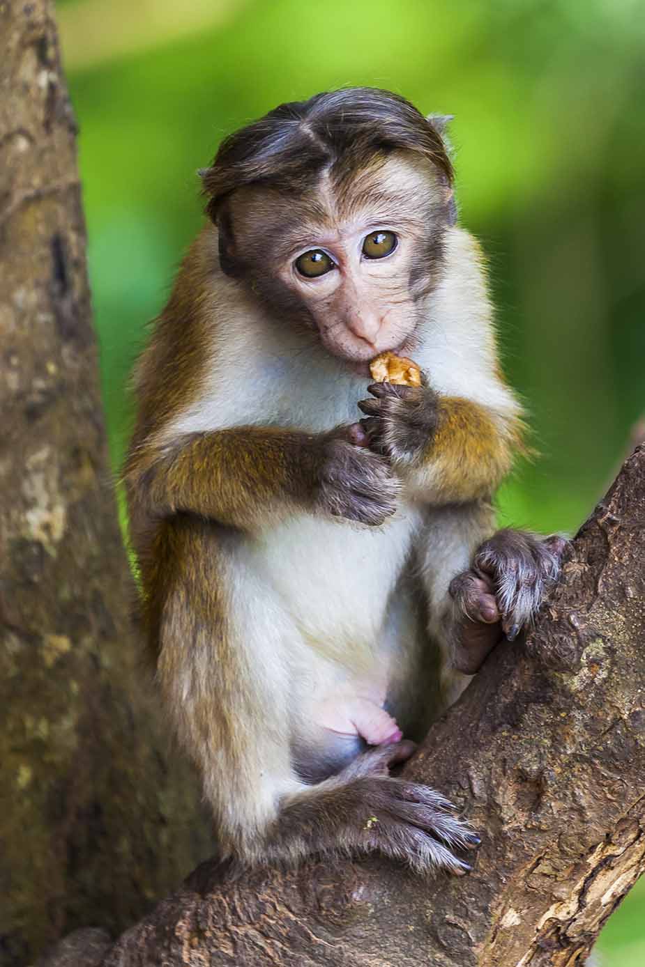 Apen op Sri-Lanka