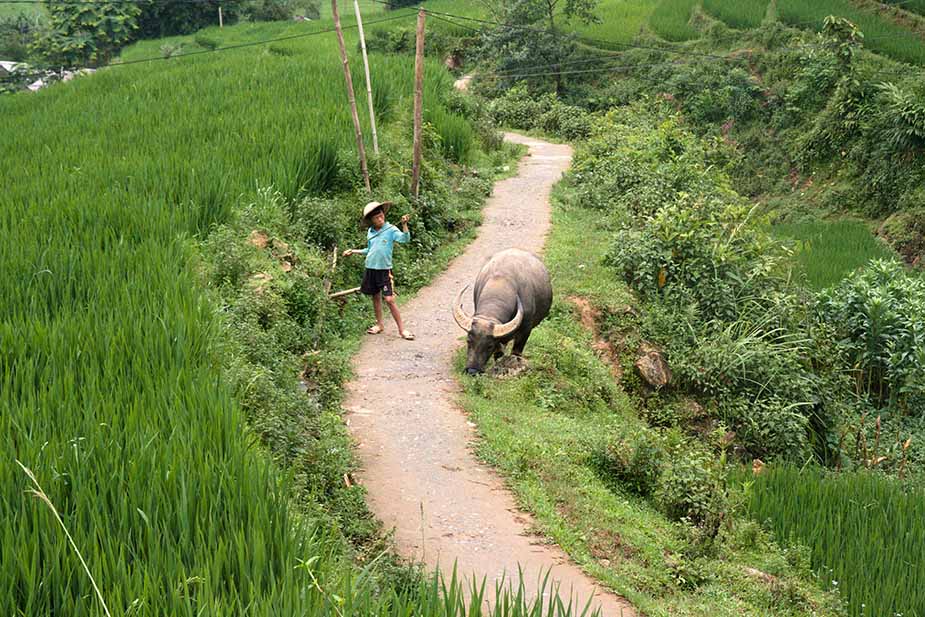 Sapa trekking