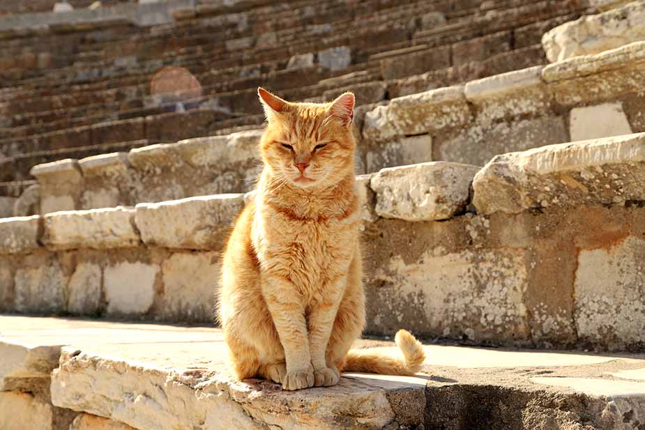 Katten in Efeze