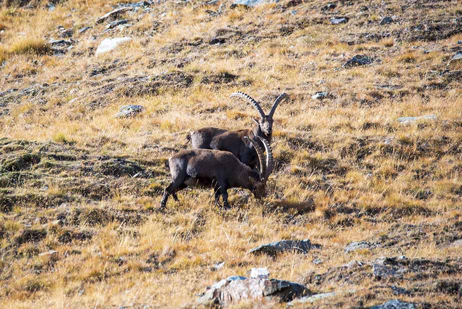 Steenbokken in National Parc Gran Paradizo