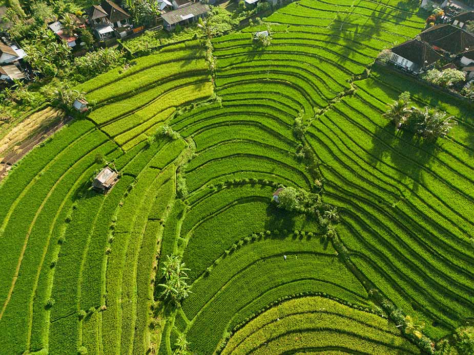 Groene velden op Bali