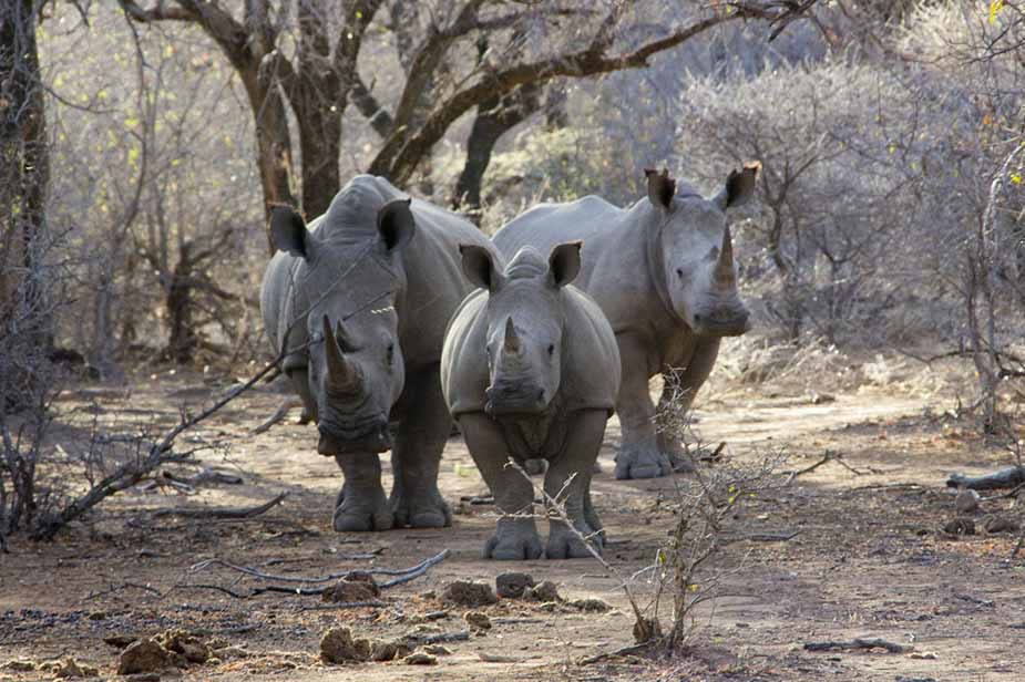 Bezoek het Lion & Rhino Reserve in Zuid-Afrika