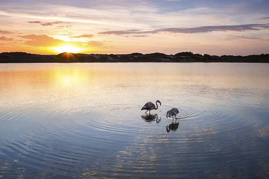 Natuurpark Albufera in de buurt van Valencia