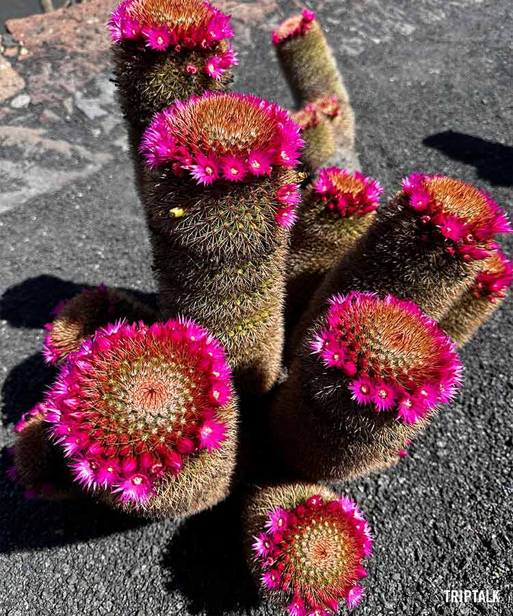 Kleurrijke cactussoort in Jardin de Cactus op Lanzaorte