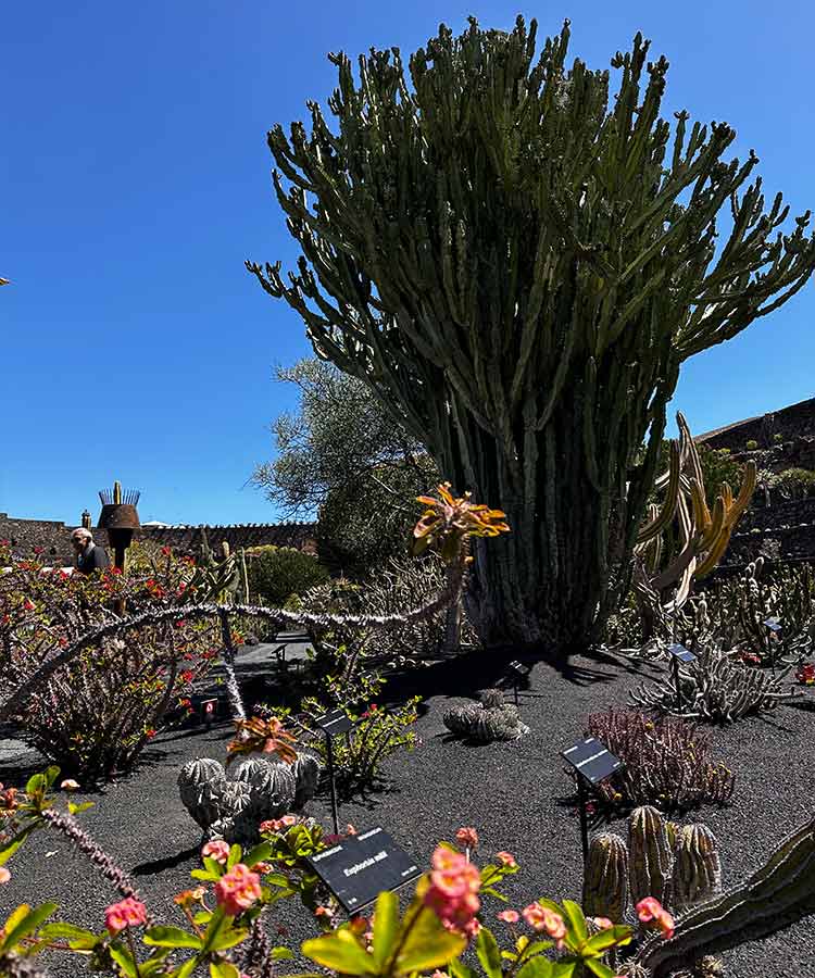 Cactusboom in Jardin de Cactus, bezienswaardigheden Lanzarote