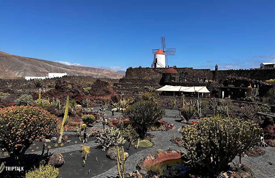 De cactustuin Jardin de Cactus op Lanzarote