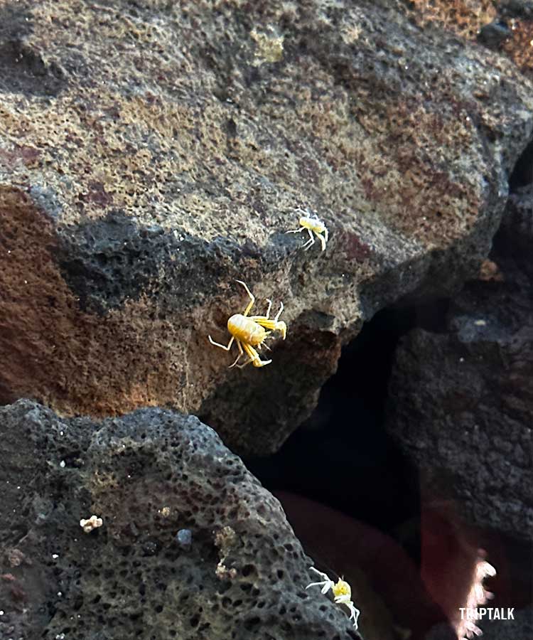 Een van de bezienswaardigheden Lanzarote: de albino krabbetjes