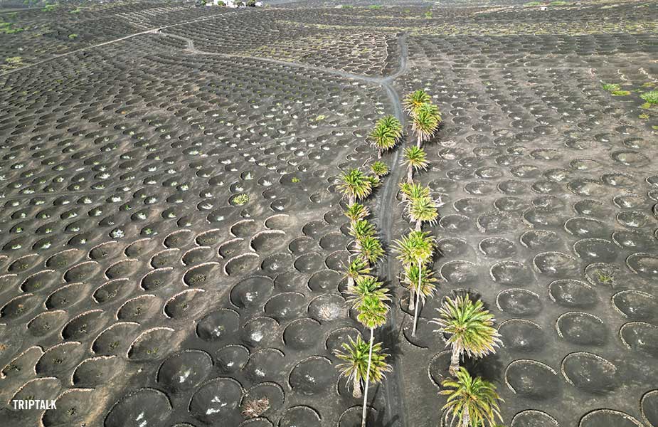 Wijnbouw op Lanzarote