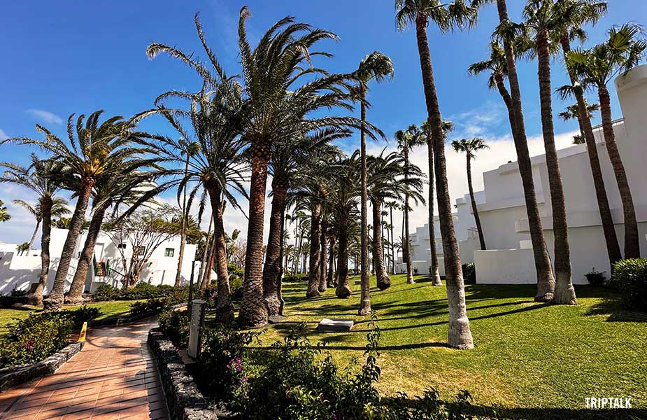 De vele palmbomen in de tuin van RIU Paraiso Lanzarote