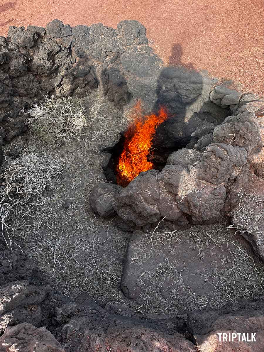 Brandende takken in Timanfaya