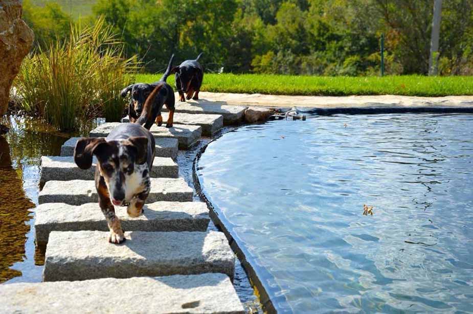 Honden bij het zwembad van Adje's B&B