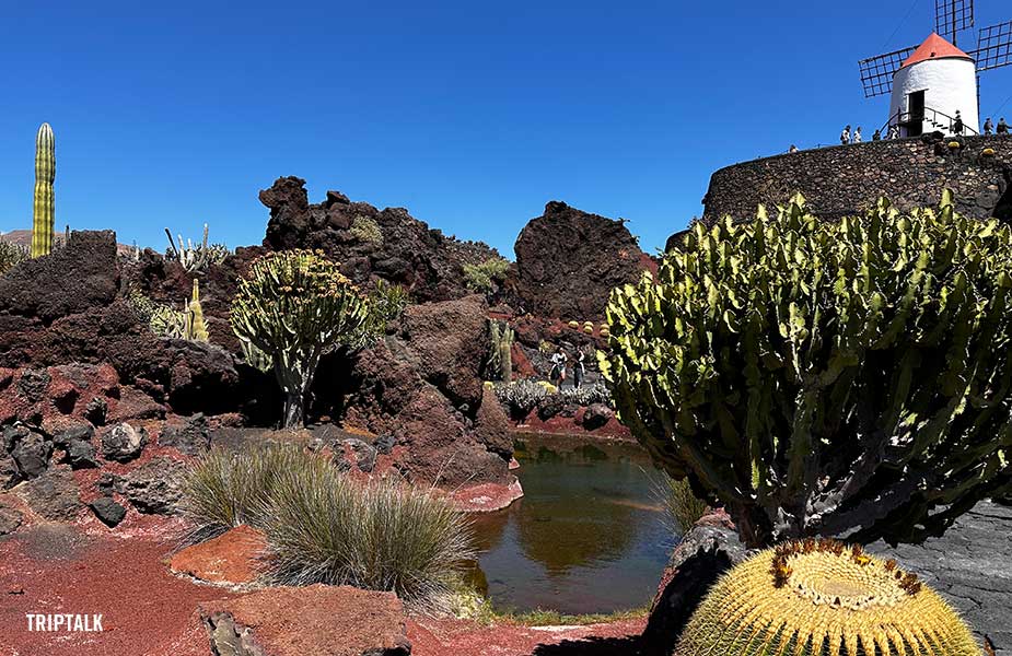 Vakantie Lanzarote, bezoek deze cactustuin