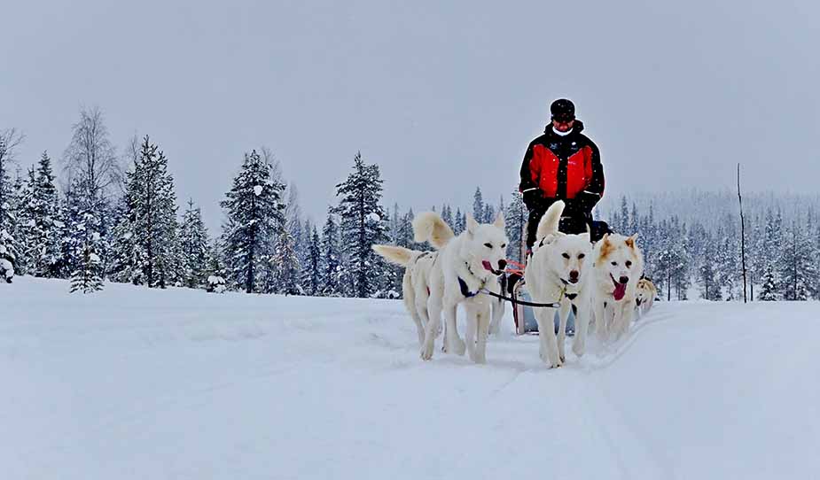 Huskytocht in Fins Lapland