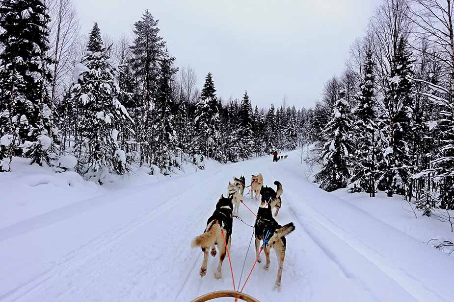 Een huskytocht tijdens een vakantie naar Fins Lapland