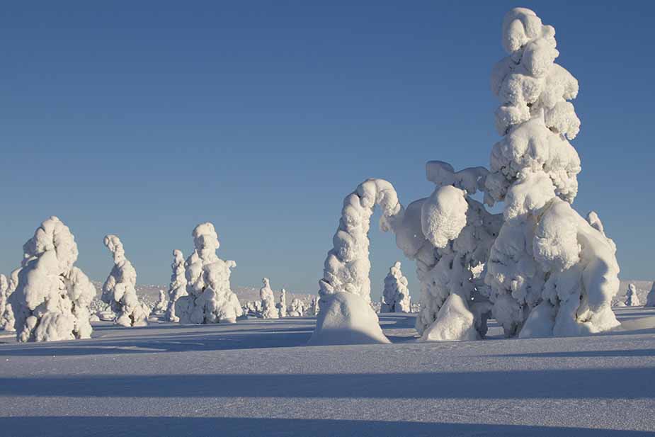 Besneeuwde boomtoppen