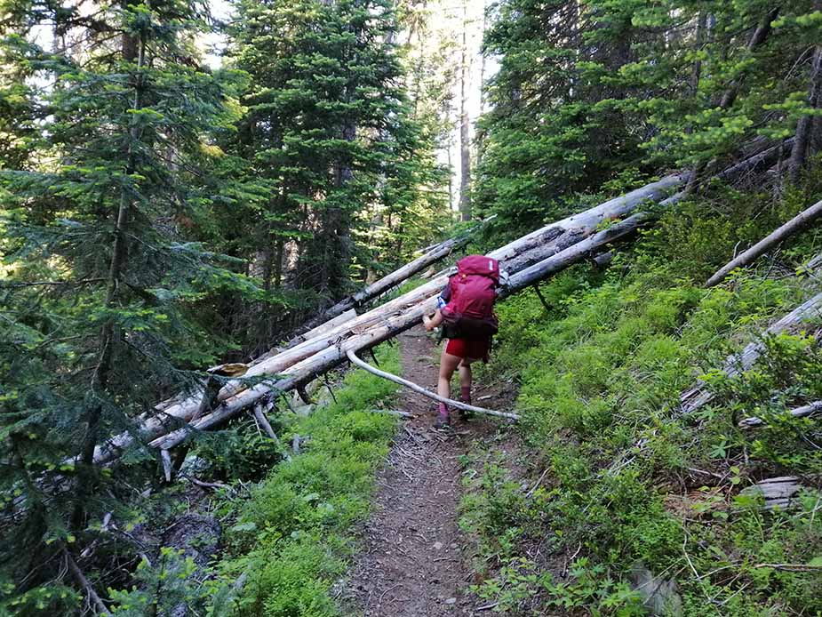 Manning Park met omgevallen bomen