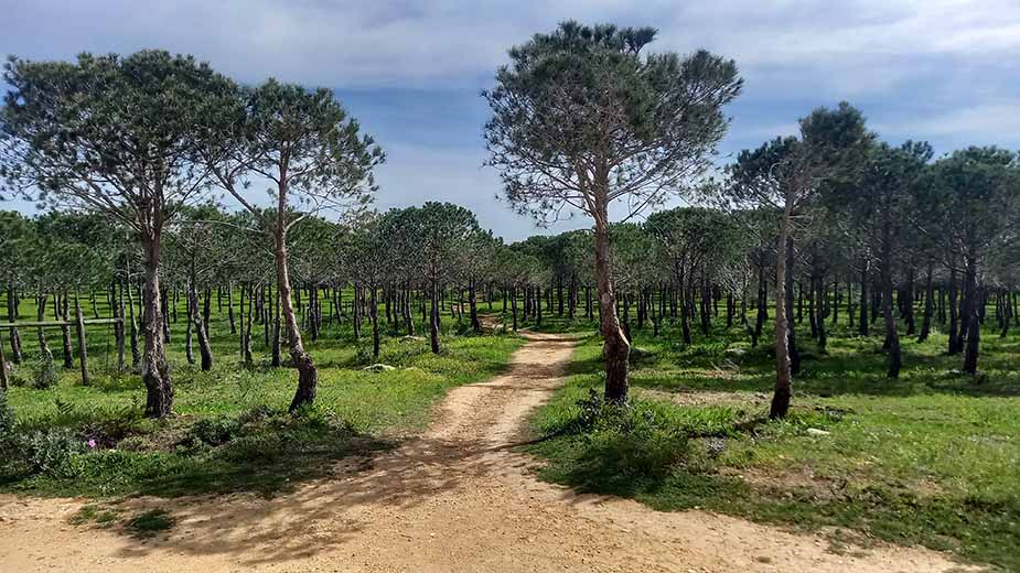 Plantage in Portugal