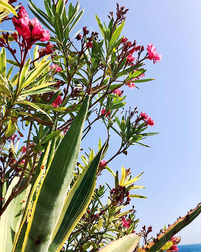 Bloemen bij Cabo de Palos