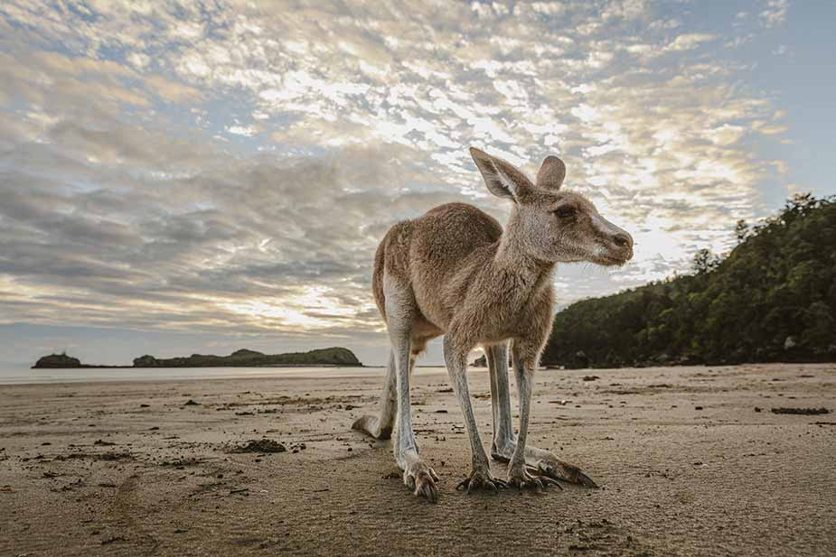 Casuarina Beach met kangaroos in Australië