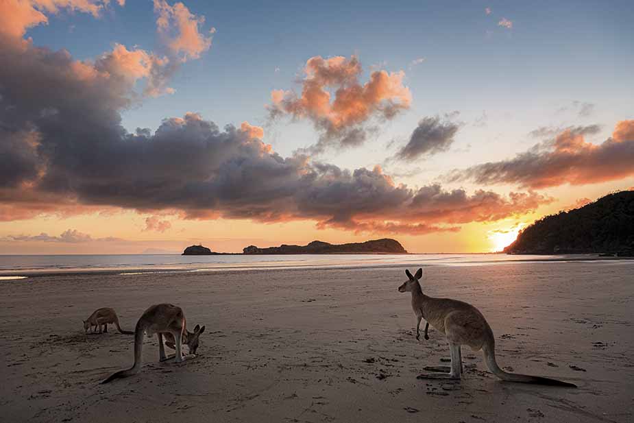 Casuarina Beach met kangaroos in Australië