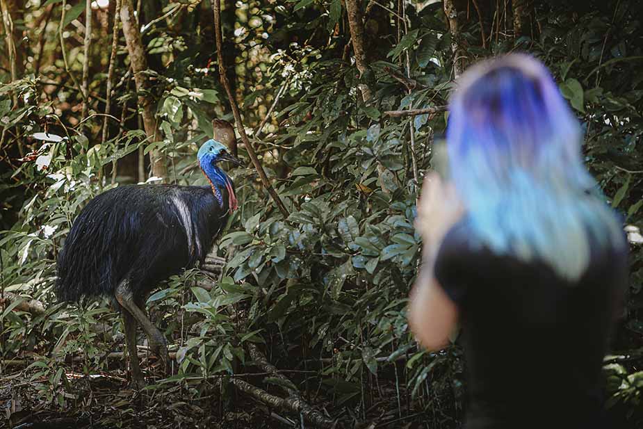 Kasuaris in de struiken in Queensland, Australië