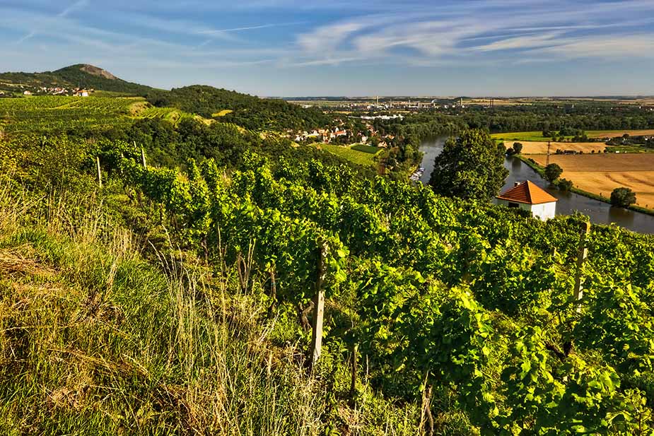 Wijngaarden in de Bohemen, Tsjechië 