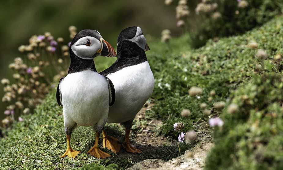 papegaaiduikers op Skellig Island (c) Pixabay