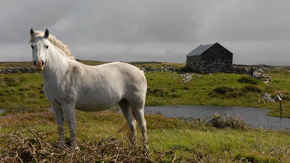 Paard in West-Ierland