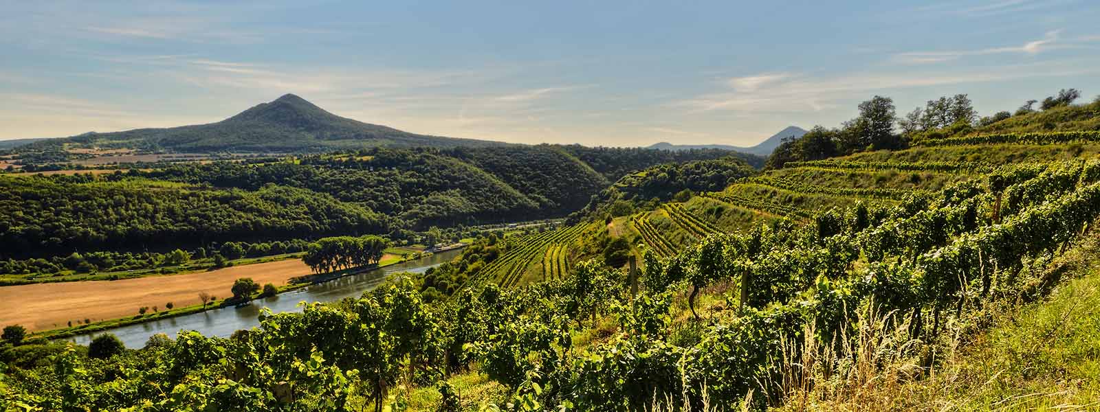 Tsjechische wijnen en wijnfestivals