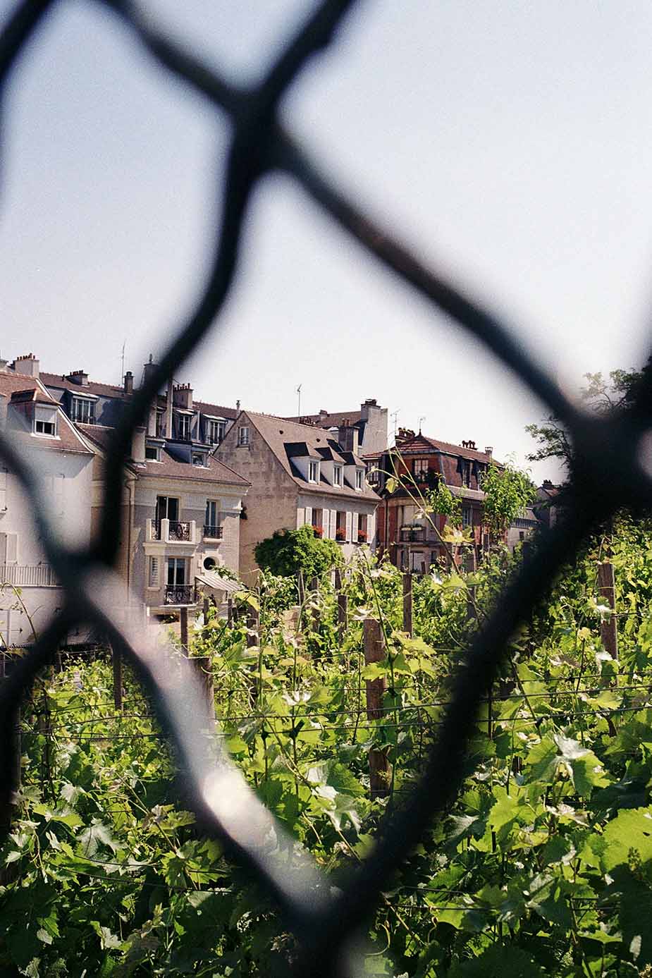 Wijngaarden bezoeken in Montmartre, Parijs