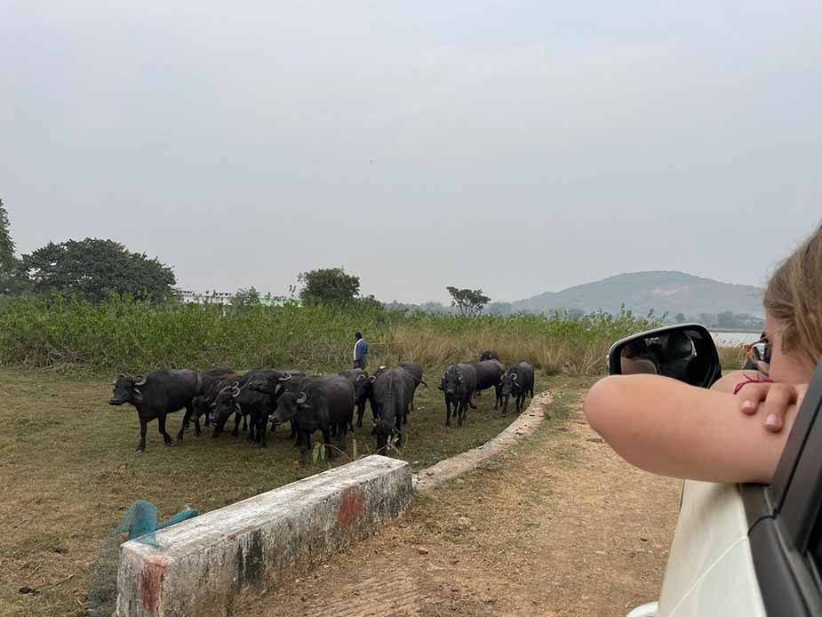 Buffels in India